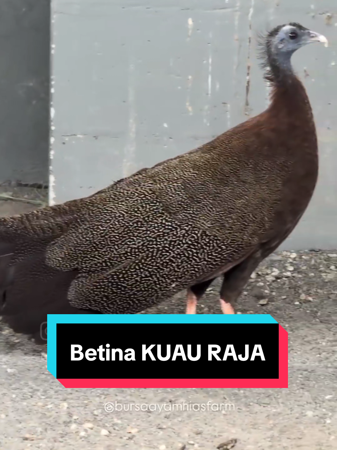 Betina Kuau raja 😍🥰🥰 #kuauraja #arue #ruai #bursaayamhias #bursaayamhiasfarm 