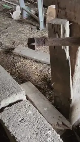 Exploring an Abandoned Barn Asmr #asmr #abandonedasmr #asmrtour #exploring #farmasmr 