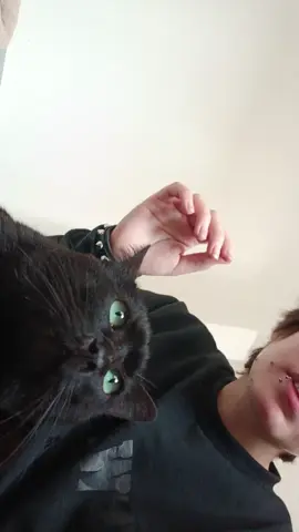voluntariado em gatil. atenção: todos os gatos do vídeo estão disponíveis para adoção. #gatil #gatos 