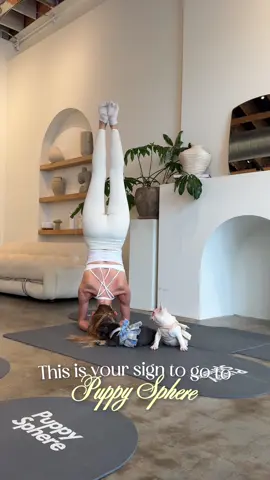 The only thing that’s better than yoga is yoga with puppies🙂‍↕️🫶🏼 Thank you to @Puppy Sphere 🤍 for having my friends and I celebrate my birthday with you!!💞 #collab 
