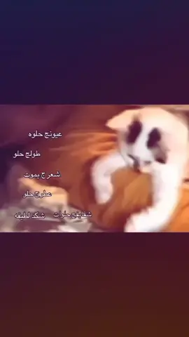 فراشاتتتتتت🤏🏻🥹🦋🦋 .  .  .  .  .  .  .  .  .  .  .  #هاشتاقات #مالي_خلق_احط_هاشتاقات #شعب_الصيني_ماله_حل😂😂 #fyp #tiktok 