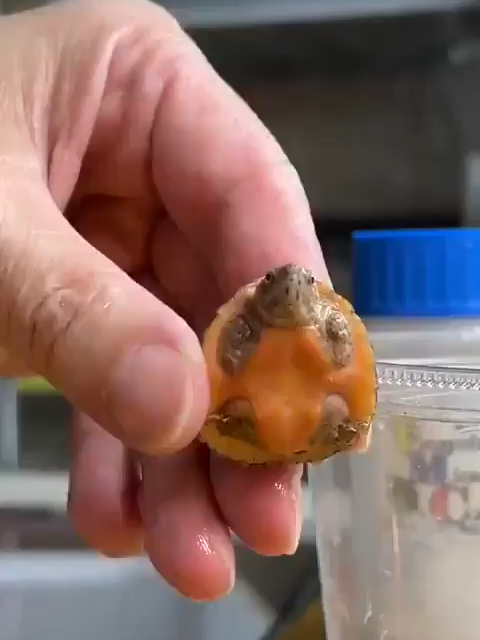 Baby turtle reacts to a wash #animal #animalsoftiktok #animals #animaux #animales #turtle #turtles #tortuga #tortue #cute #cuteanimals