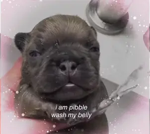 #pibble #pibbles #dog #puppy #fyp 