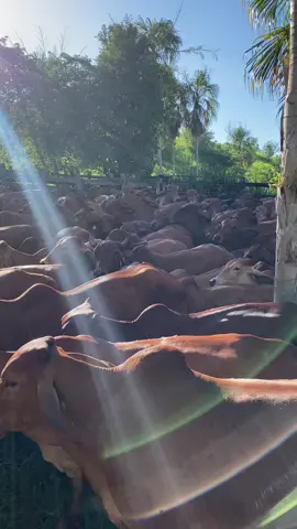 #paratiiiiiiiiiiiiiiiiiiiiiiiiiiiiiii #ranchitoquerido🤠🤎 #ganaderia🐂🐎 #puravida🤠💯#consejos🧔🏻‍♂️🧏🏼‍♂️ 