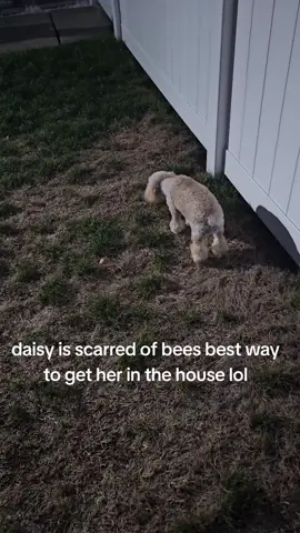 #bees#fyp #poodle #foryoupage #funny 