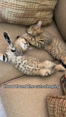#catsoftiktok #funny #fyp#christiantiktok @KBass337 