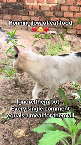 Ignore them but... Every single comment equals a meal for them all#fyp #catsoftiktok #animalsoftiktok #animallover #catlover 