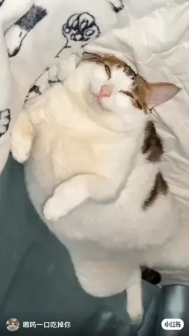 uncle baos pose #uncle #bao #cute #cat #fyp #fypdong 