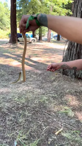 We found a snake at our camp at #northernnights