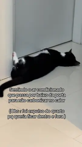 #gatostiktok #gatosengraçados #gatos #gatosfofos #🤣🤣🤣