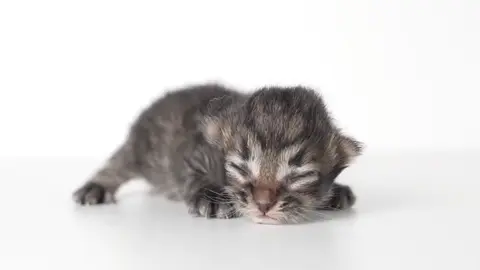 2025年8月30日生まれ サイベリアン 男の子 #サイベリアン #siberiancat #子猫 #cat #meow 
