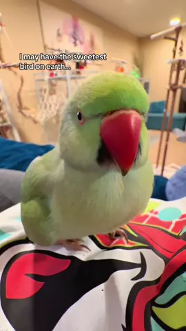 The endless I love yous, the sweet kisses, the love in his eyes 😭❤️ When I tell you this bird is a perfect gift from God it is no joke! The way I found him is a profound story in itself and was 100% divinely guided—which is why I named him Theo (Theodore means “God’s Gift”). And why wouldn’t a bird gifted from God shower me with the sweetest love on earth?? 🥹🥰❤️ #blessed #indianringneck #birdlove #talkingbird #birdtok 
