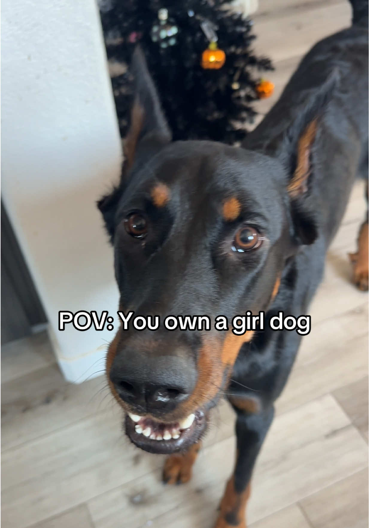 They’re brutal 🥲 #dogsofttiktok #dogmom #relatable #girldog #beauceron