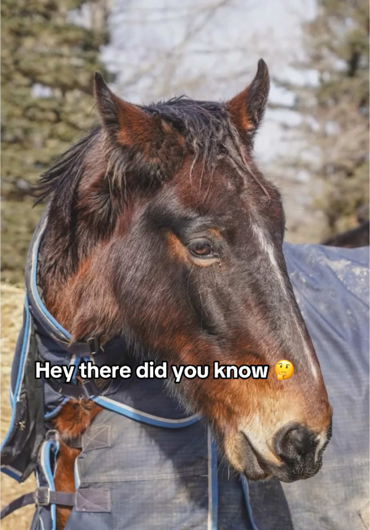 Help Us Save Horses Before They Reach the Killpen – Monthly Fundraiser to Rescue at the Auction Dear Friends, Family, and Beautiful Animal Lovers, Every single day, we see horses, ponies, and donkeys slipping through the cracks of the system, heading toward a fate we simply can’t accept. At auction houses across the country, countless innocent horses are sold, many of them destined for slaughter. Some are lucky enough to be rescued from killpens, but by that time, the situation is dire, and often, it’s too late to save them. We’ve been working tirelessly to rescue horses from killpens, but now, we need to do more. We need to get to them before they end up there. This is why we’re starting monthly fundraisers to rescue horses directly from the auction, before they ever see the inside of a killpen. This gives us the chance to intervene sooner and save them from a future filled with illness, fear, and death.