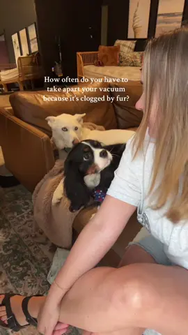 There’s 3 reasons I hire professional cleaners every other week, Mavis, Vaeda, and Atticus 😉 #dogmom #rescuedog #greatpyrenees #huskymix #kingcharlescavalier 