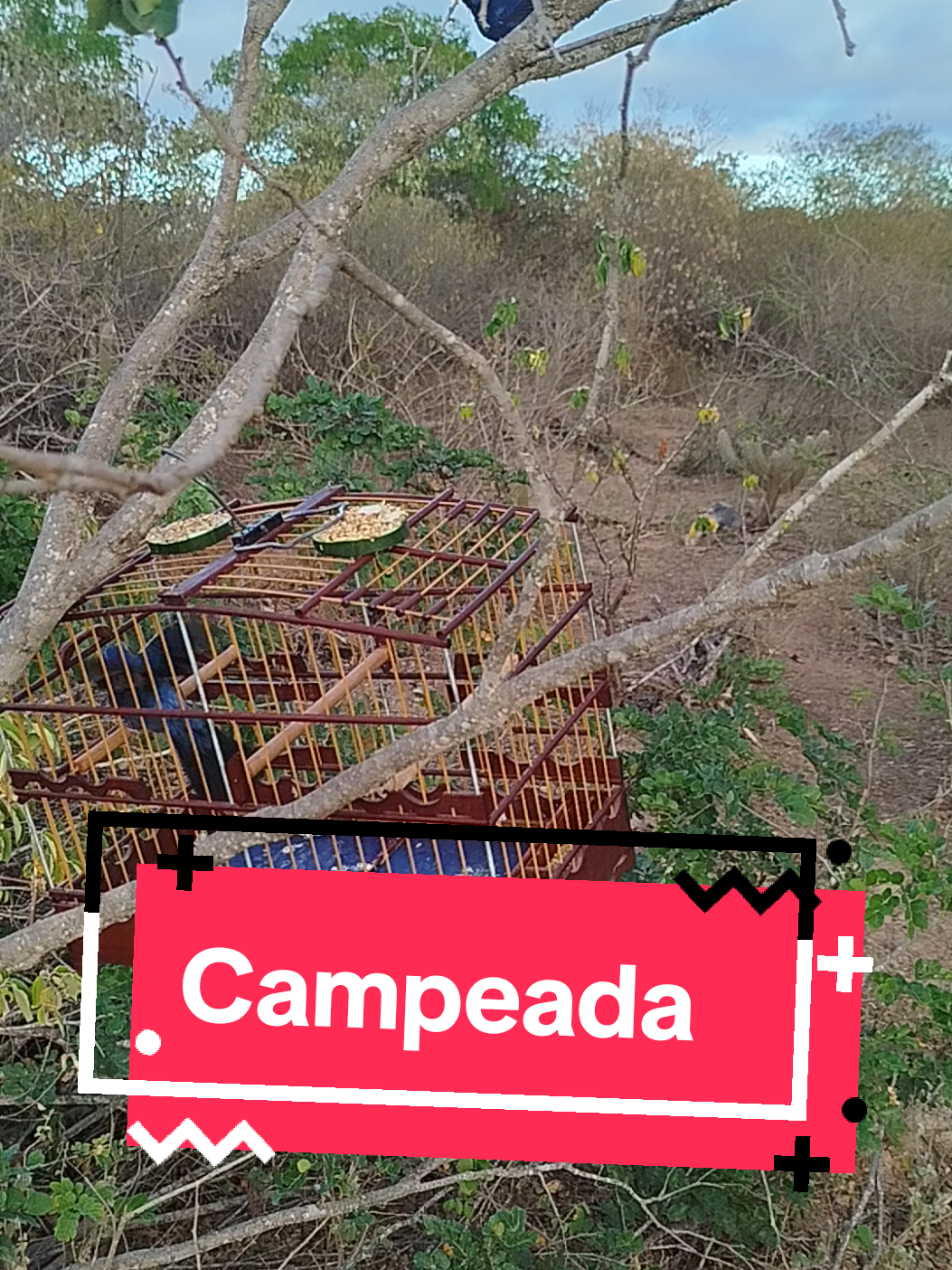 Campeada #campeada #azulao #azulaodefibra #pegadalivreazulao 