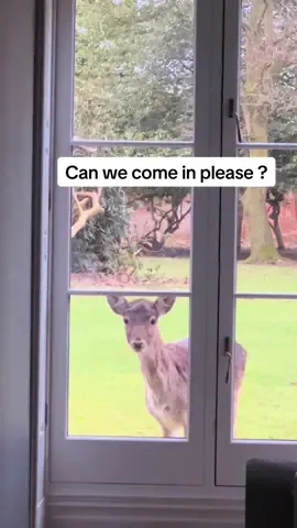 Normal day here 🦌 #fyp #funnytiktok #animal #viralvideos 