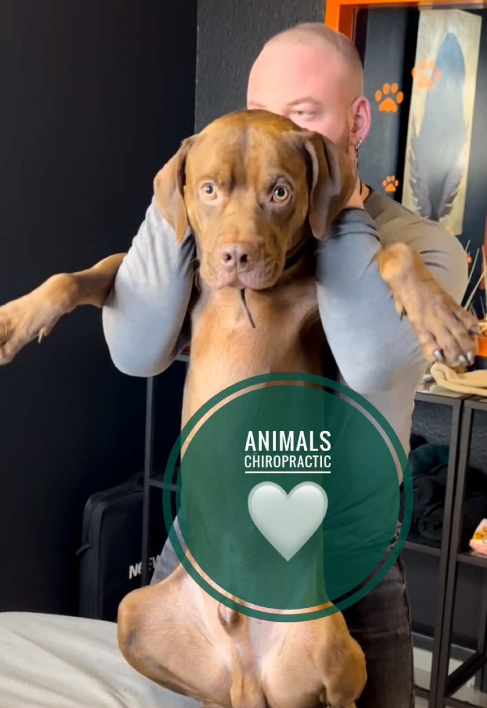 Animals with back pain 🥹🥹🥹 • • • #foryou #asmr #animal #chiropractortiktok #hundeauftiktok 