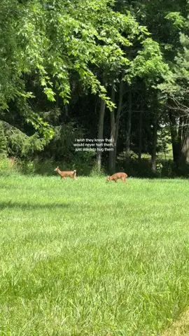 Perfect little babies #deer 