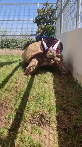 Tortzilla is the cutest triceratops 💚 #Tortzillathe200poundsulcata  #JurassicPark #adoptdontshop #sulcatatortoise 