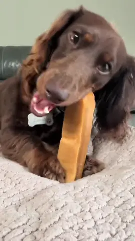 WHO DOESNT LOVE A BARGAIN? #miniaturedachshund #puppylove #dogtreats #tiktokshop #paydaysale 