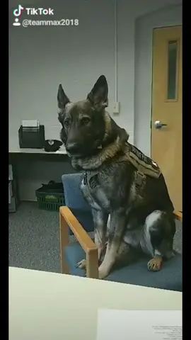 Reposting the video that made us famous #securityk9 #k9dog #k9unit #k9maxie #k9 