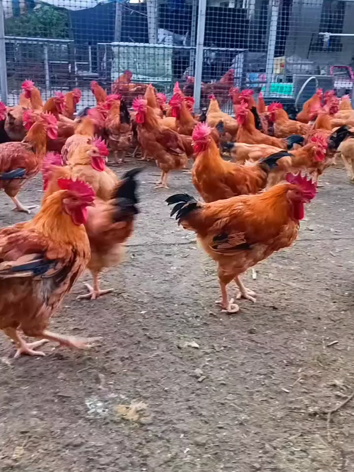 new add#hen #eatingbirdfood #chicken #birds #usa