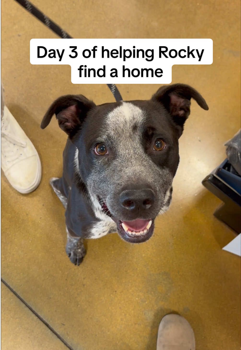 Watch this if you’re looking for a best friend. Rocky is the perfect dog. He’s sweet, loyal and just the best boy.  Help us spread his story and tag someone who is looking to adopt.  For anyone that is interested he’s available to adopt @West Valley Humane Society  #shelterdog #cutedog #bestdog #dogsoftiktok 