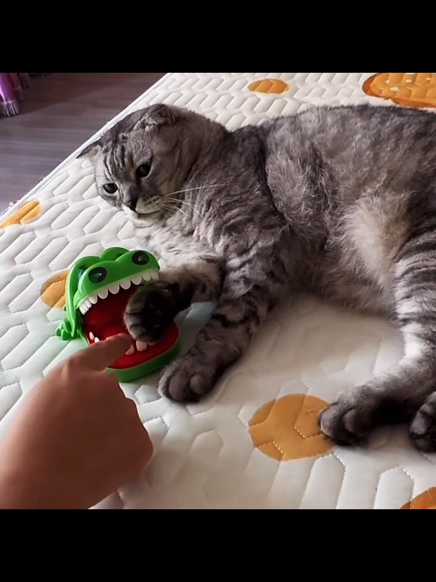 Cats #cat #cats #catlover 