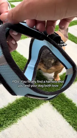 Come on a walk with me! We’ve trusted @Voyager Harness to keep our dogs safe for years, and we love the ease of minimal buckles/straps and how comfortable they are for our dogs. No rubbing, no pinching, just carefree comfortable walkies! #dogsoftiktok #cutedog #doglover #frenchbulldog #dogmom 