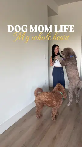 Dog Mom Life - My Whole Heart ❤️ | Charlie and I are practically the same height 🥰🐩🐶