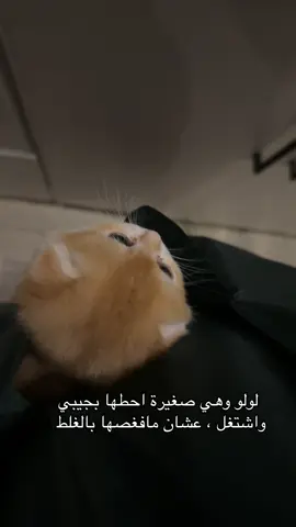دعسوقتي 🐞 #cutecats #catlover #petstory #viralfunnyvideo #بيكي_القطة 