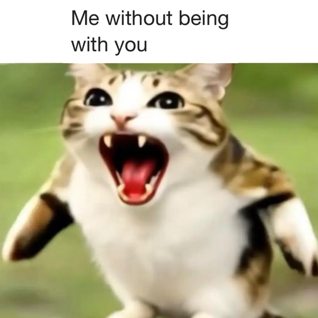 Meowl #meowl #us #pleasenoflop🥺 #foryouuuu