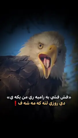 فش فشي..!#fyp #foruyou #foryoupagе #saloo_kurdi #جاف_زه_ر 