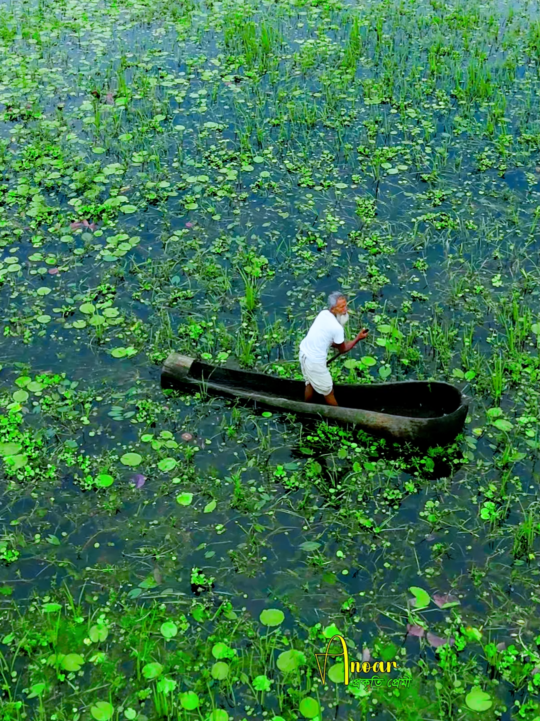 গ্রামের তাল গাছের ডিংঙ্গী যা এখন বিলুপ্তির পথে।