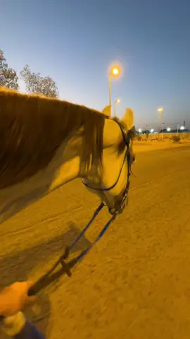 #خيل_وخياله🐎 #خيل #خيل_عربي_اصيل #خياله #شعب_الصيني_ماله_حل😂😂