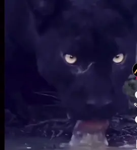 #blackcat #fyp 