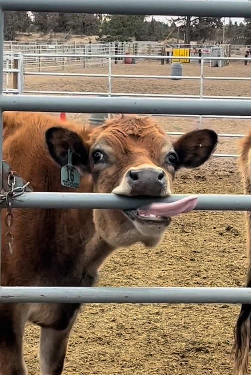 Happy cows#happycow #cow #happy #fyp 