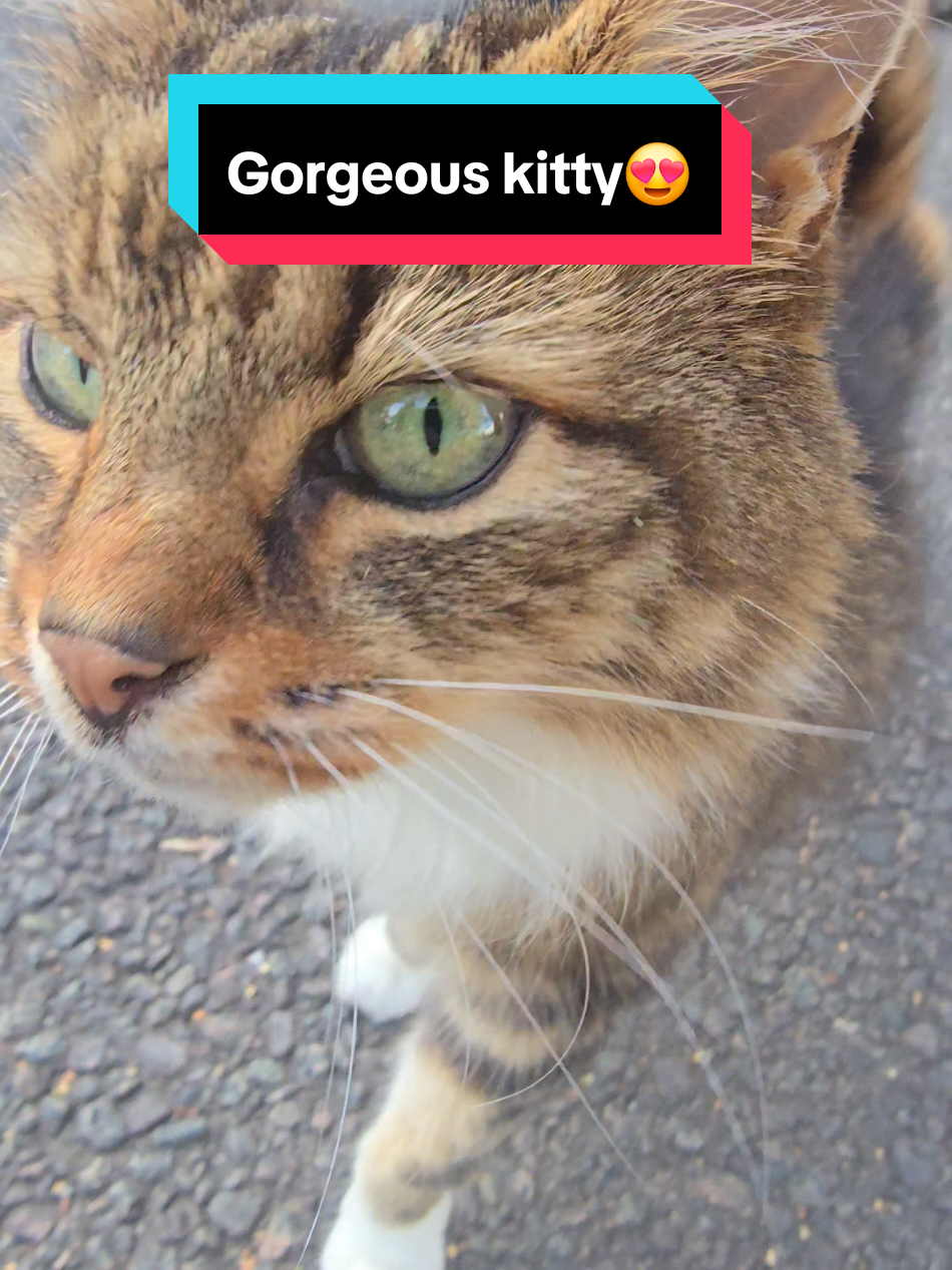 Met this beauty today 😍 she was so affectionate💕 #catsoftiktok #meow 