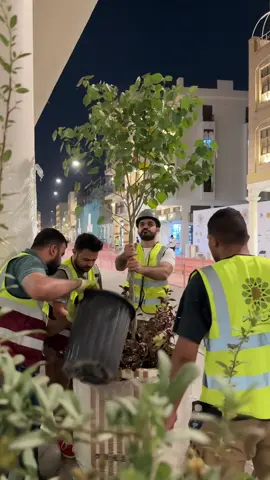 تشجير شارع الرشيد 