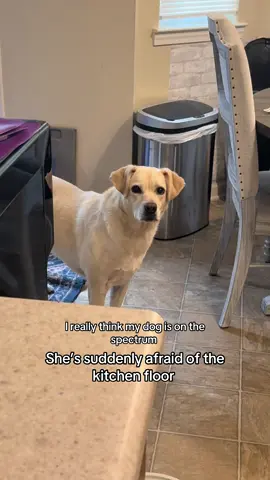 My FOOD CRAZED dog that we can’t usually keep out of the kitchen, is suddenly afraid of the floor 😭  Last time we took her to the vet, the vet thought she was blind because she was frozen in place and wouldn’t look at her. We figured out the floor made her nervous 😅 the vet said “I wish we had a test for dogs and autism cause I’m positive this dog is on the spectrum” 🤣🤣  #dogsonthespectrum #lab #dog #onthespectrum #sillydog 
