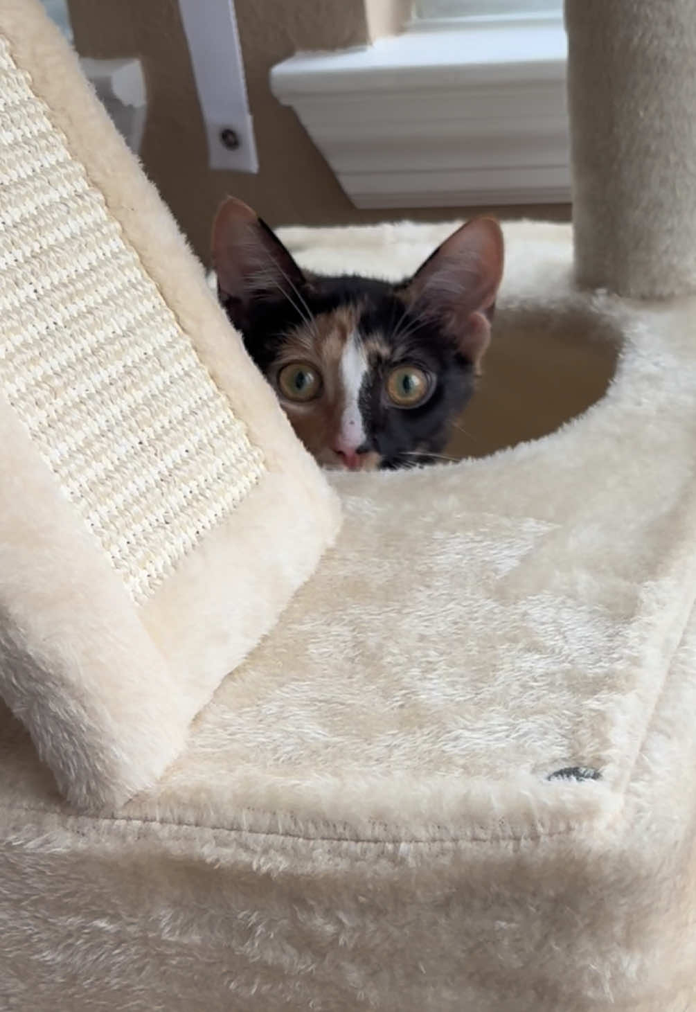 Spoiling my little darling with one of these massive cat trees I found here on TikTok. Was it worth it? I think so 😅😻 #cat #kitten #catsoftiktok #cattoys #cattree 