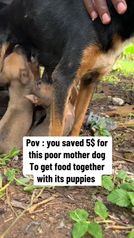 Please link in the bio to make a donation for this dog #dogs #cargs #bikelife @†  @𝗠𝘆𝘀𝘁𝗲𝗿𝘆 𝗰𝗮𝘁 