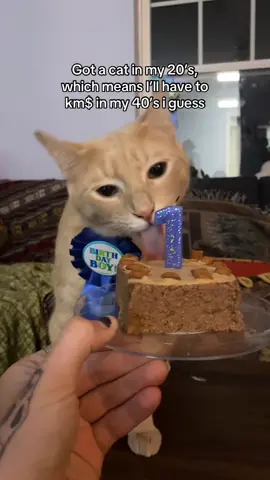 Guys it’s Roscoe’s birthday 😛  #cats #fyp 