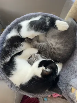 A little sisterly love #catsoftiktok #kitten #kitty #kittycatsoftiktok 