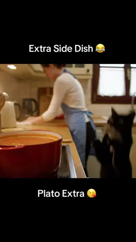 Extra side dish is ready, cute cat 