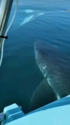 Nunca te fies de la apariencia del agua |😭 #tiburon #shark #fyp 