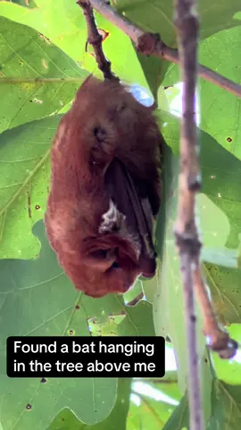 I love 🦇  #batsofmissouri #batsinthewild #cuteanimals 