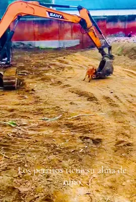 EXCAVADORA PASEANDO A SU MASCOTA #excavadoraconsumascota #perritopaseandoenmaquina #losperritoslosmejoresamigos #perritodivertiendose #dandoñaseaaperritoen máquina @seguidores