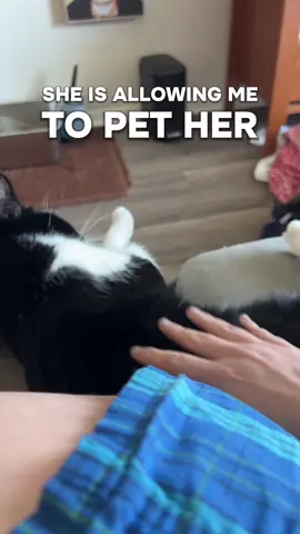 I believe I have officially unlocked a new level of living with cats: level 2. #torig452 #wlwtiktok #wlwcouple #wuhluhwuh #cattok 